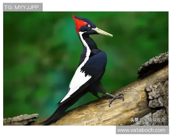 雄鹿栖息地的生态演变与保护现状分析探讨